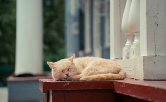 Следственный комитет предлагает ужесточить контроль за владельцами собак опасных пород Следственный комитет предлагает ужесточить контроль за владельцами собак опасных пород