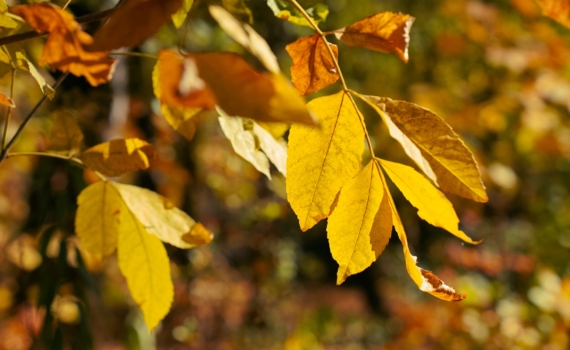 Что можно и нельзя делать 13 ноября в Курьи именины — чтобы весь год куры неслись, а рыба ловилась