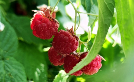 Не бойтесь холодов — сделайте это прямо сейчас: как надёжно укрыть ягодные кустарники на зиму